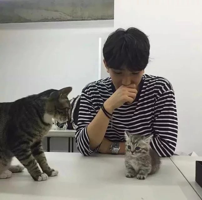 吉灵菊民